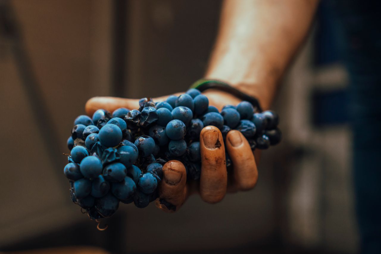 social-feed-img-03 Macro shot of blue grapes being held by a farmer's hand, showcasing fresh harvest.