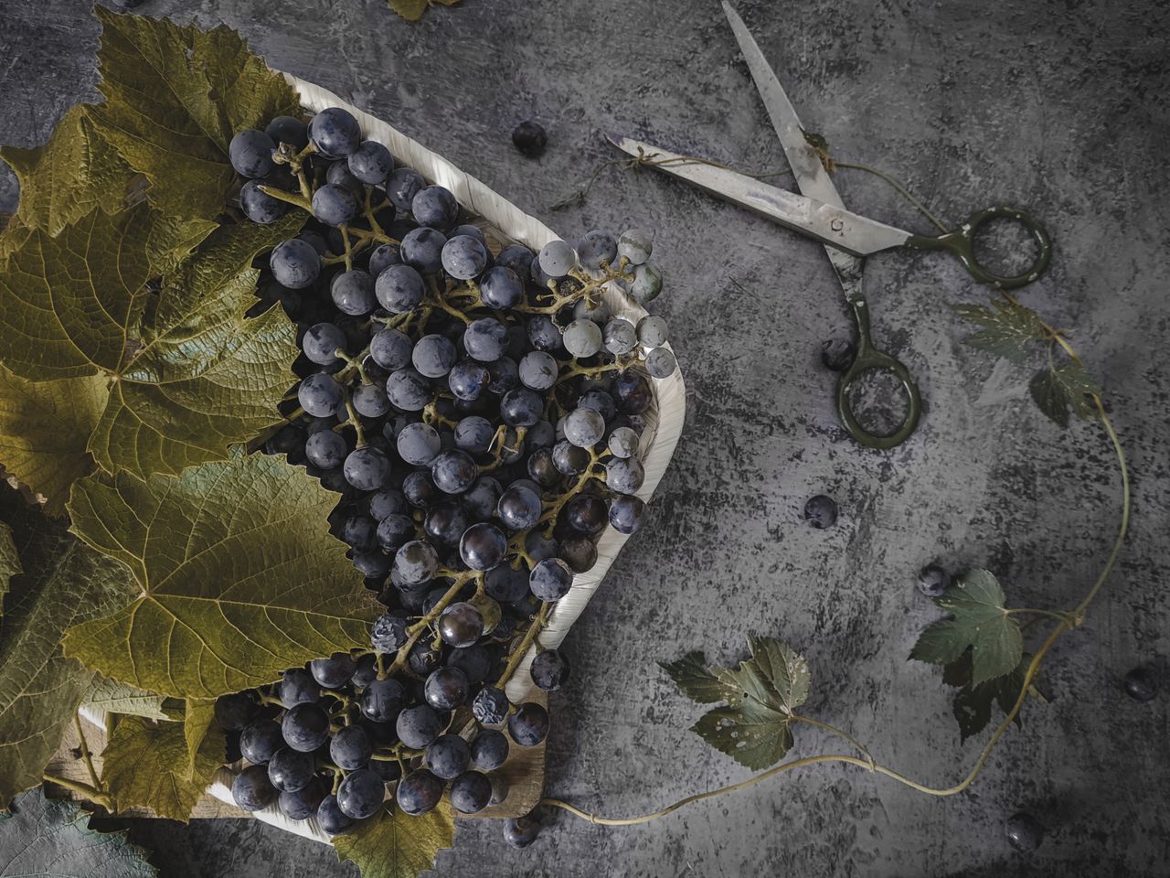 social-feed-img-01 A top-down view of fresh grapes on a tray with scissors on a rustic surface, highlighting harvest and freshness.